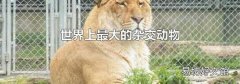 世界上最大的杂交动物
