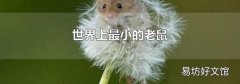世界上最小的老鼠