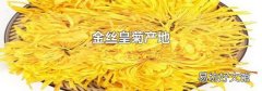 金丝皇菊产地