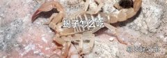 蝎子怎么吃