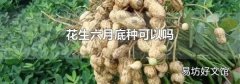 花生六月底种可以吗