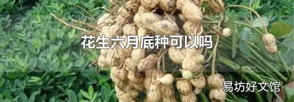 花生六月底种可以吗