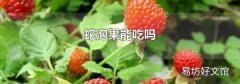 蛇泡果能吃吗