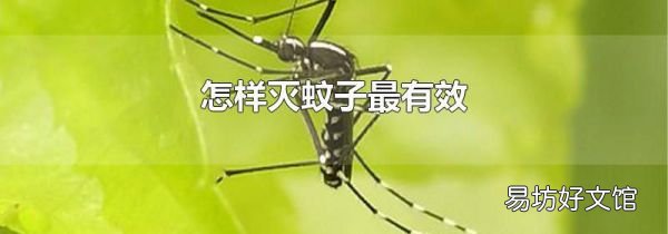 怎样灭蚊子最有效