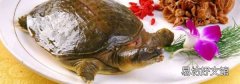 甲鱼死了二天可以炖汤么
