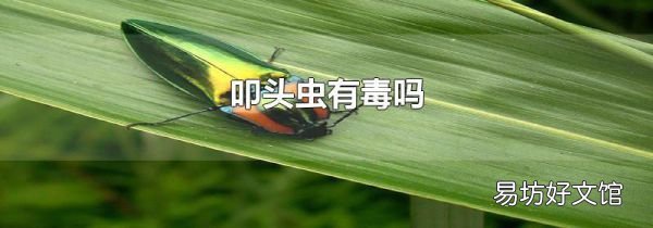 叩头虫有毒吗