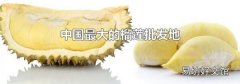 中国最大的榴莲批发地