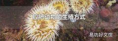 腔肠动物的生殖方式