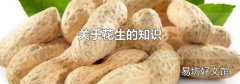 关于花生的知识