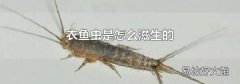 衣鱼虫是怎么滋生的