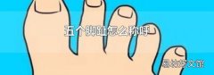 五个脚趾怎么称呼