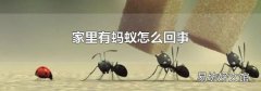 家里有蚂蚁怎么回事
