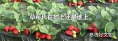 草莓长在树上还是地上