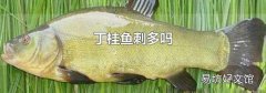 丁桂鱼刺多吗