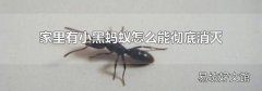 家里有小黑蚂蚁怎么能彻底消灭