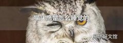 猫头鹰是怎么睡觉的