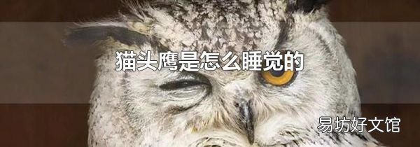 猫头鹰是怎么睡觉的