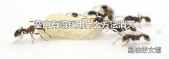 室内有蚂蚁用什么方法消灭