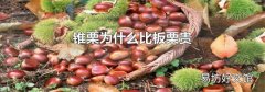 锥栗为什么比板栗贵