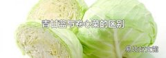青甘蓝与卷心菜的区别