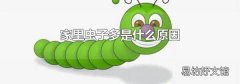 家里虫子多是什么原因