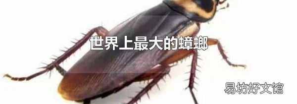 世界上最大的蟑螂