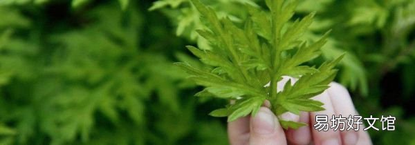 艾草煮水洗澡要煮多久