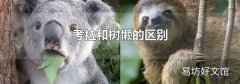 考拉和树懒的区别