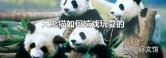 大熊猫如何嬉戏玩耍的
