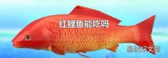 红鲤鱼能吃吗