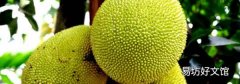 菠萝蜜按着多软才算熟