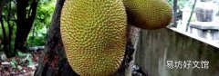 吃菠萝蜜的正确吃法