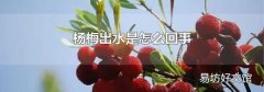 杨梅出水是怎么回事