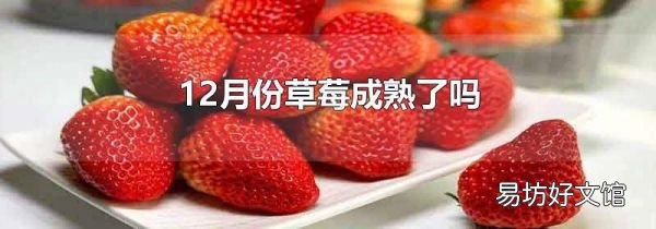 12月份草莓成熟了吗