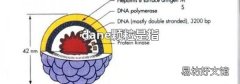 dane颗粒是指