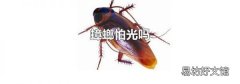 蟑螂怕光吗