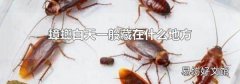 蟑螂白天一般藏在什么地方