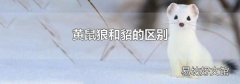 黄鼠狼和貂的区别