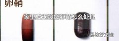 家里发现蟑螂卵鞘怎么处理