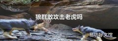 狼群敢攻击老虎吗