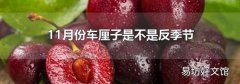 11月份车厘子是不是反季节