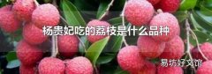 杨贵妃吃的荔枝是什么品种