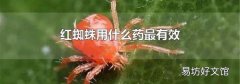 红蜘蛛用什么药最有效