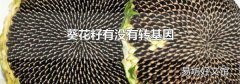 葵花籽有没有转基因