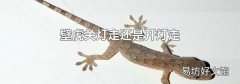 壁虎关灯走还是开灯走