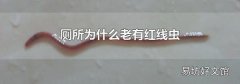 厕所为什么老有红线虫