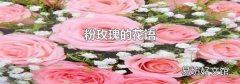 粉玫瑰的花语