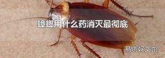 蟑螂用什么药消灭最彻底