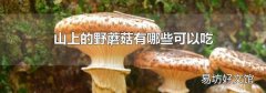 山上的野蘑菇有哪些可以吃