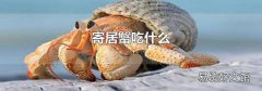 寄居蟹吃什么